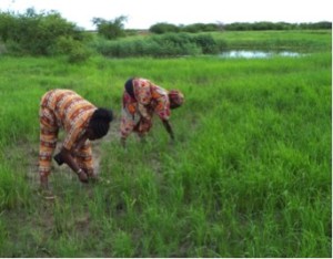 Rice-growing areas were restored in Joal, Senegal, and benefited women growers, thanks to installation of anti-salt barriers. Photo: CSE